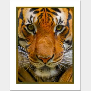 Tiger Stripes Posters and Art